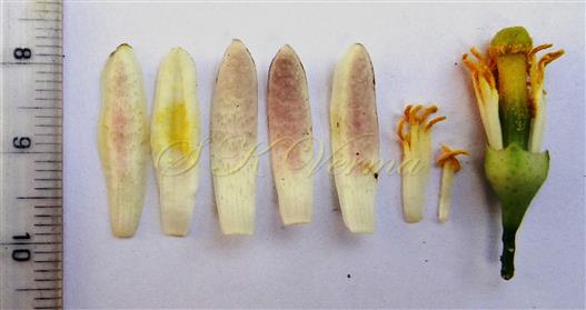  Parts of bisexual flower